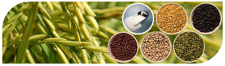 Grains and Beans