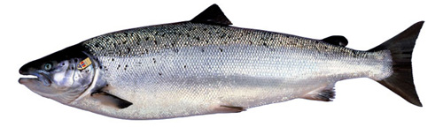 Atlantic Salmon