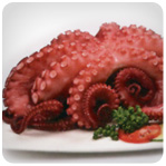 Octopus Tako