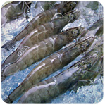 Shrimp